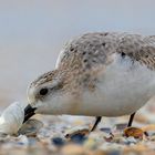 Sanderling (Calidris alba)