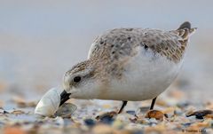 Sanderling (Calidris alba)