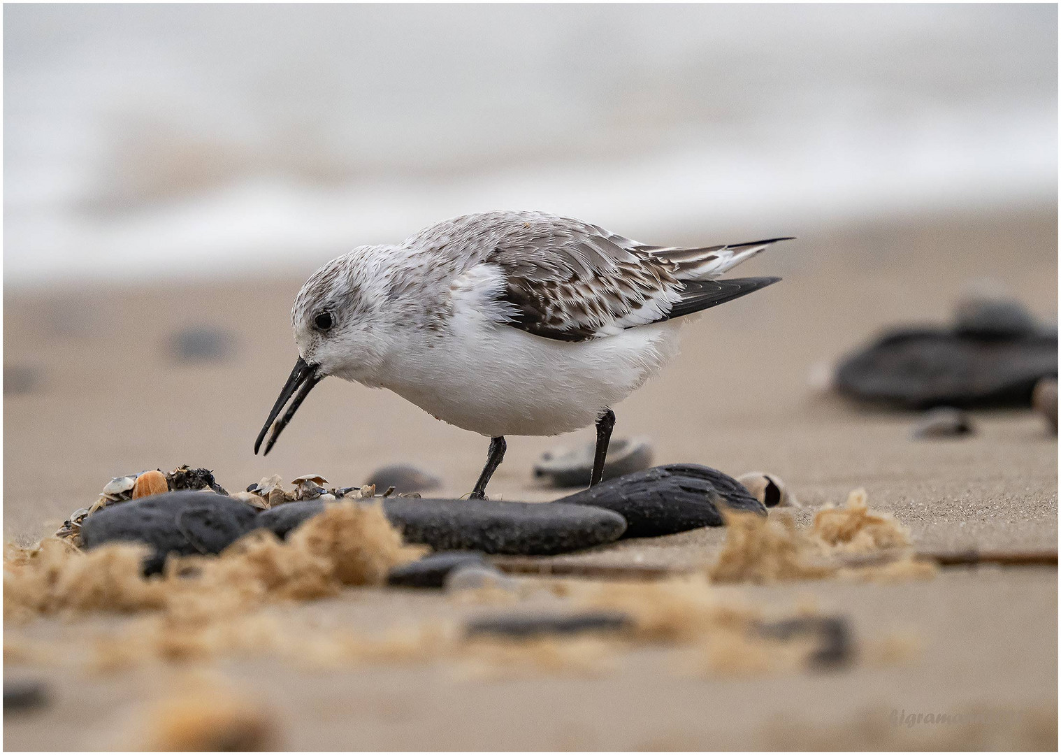 Sanderling (Calidris alba) ....