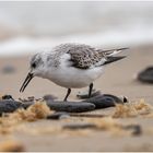 Sanderling (Calidris alba) ....