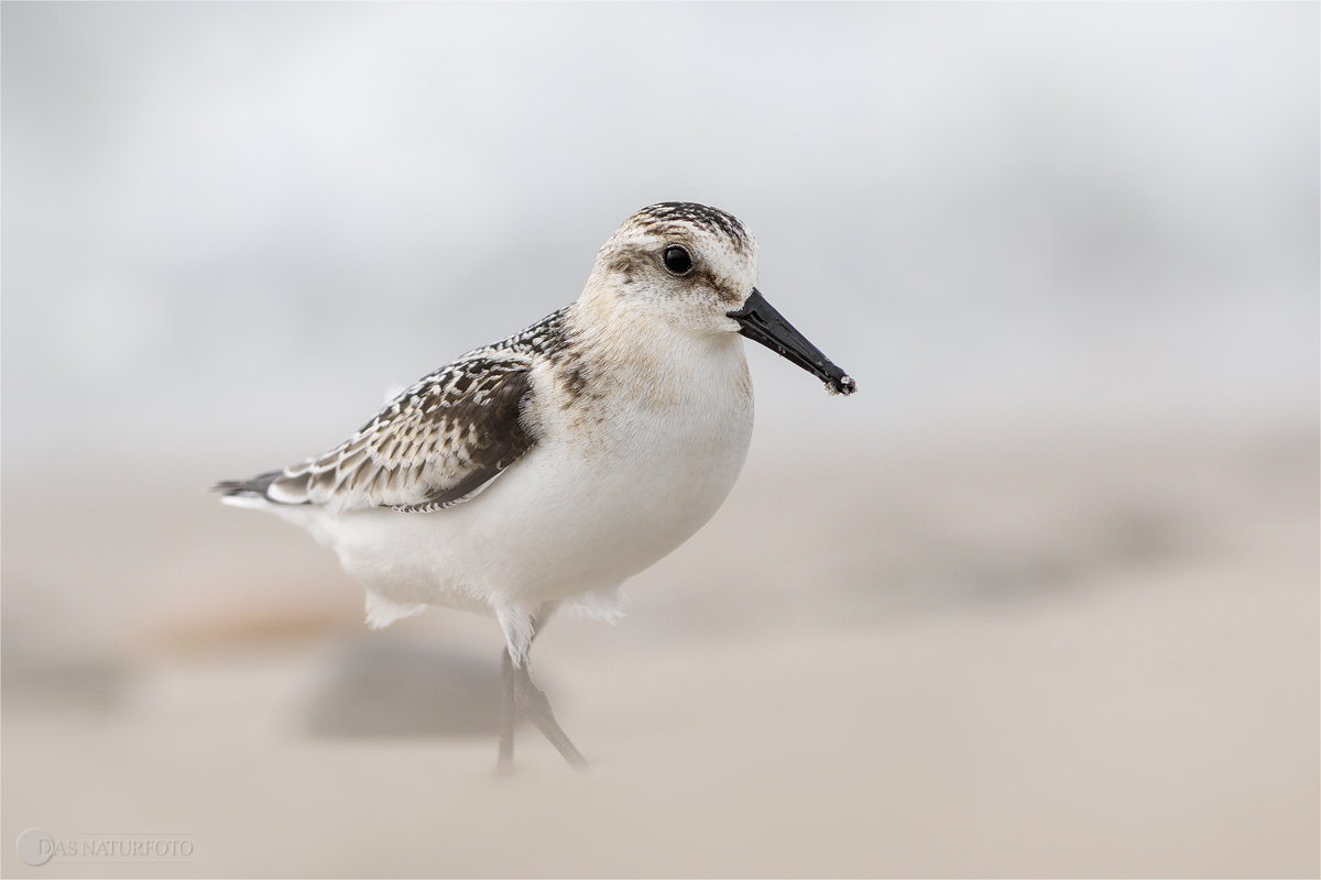 Sanderling (Calidris alba) 