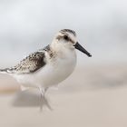 Sanderling (Calidris alba) 