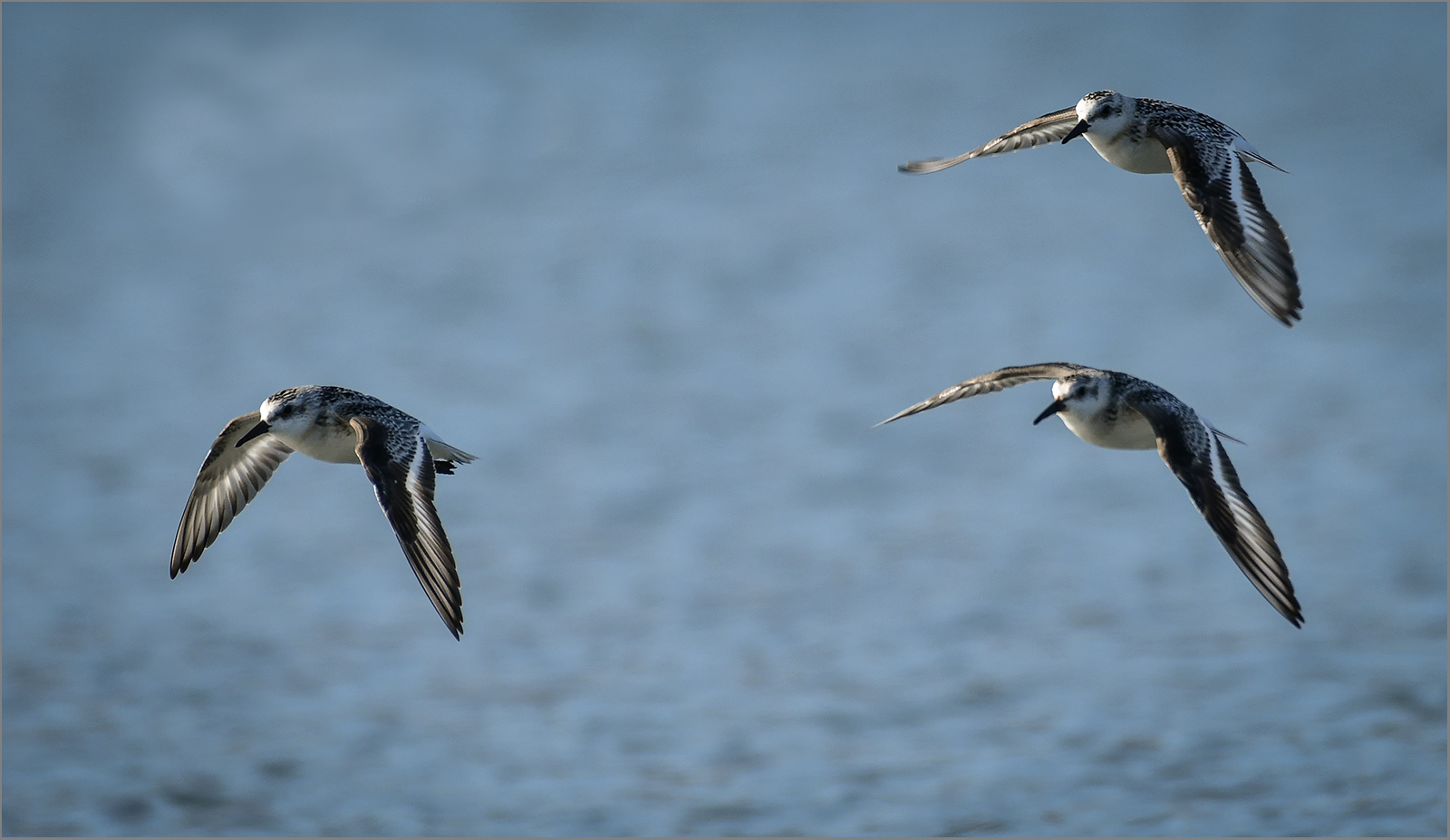 Sanderling   -   Calidris alba