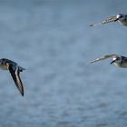 Sanderling   -   Calidris alba