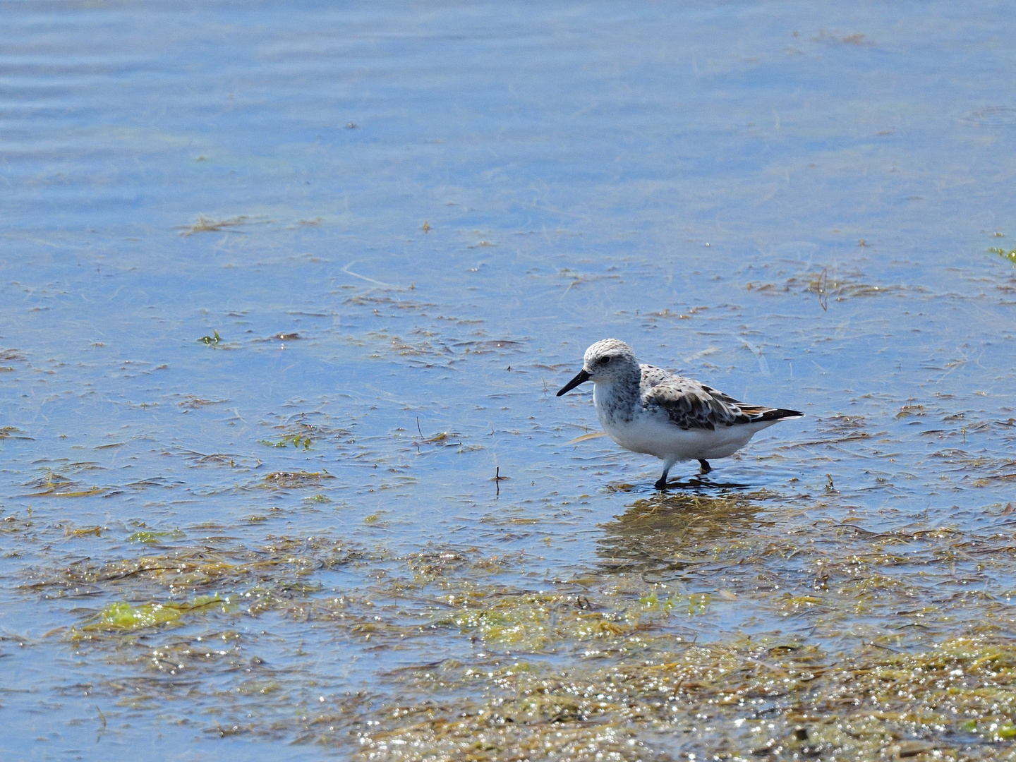 Sanderling (Calidris alba),