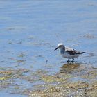 Sanderling (Calidris alba),