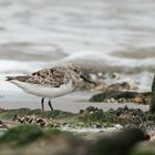 Sanderling ( Calidris alba )