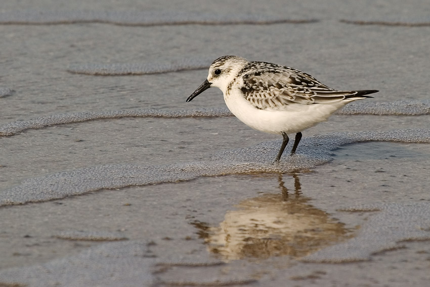 Sanderling (Calidris alba)