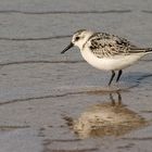 Sanderling (Calidris alba)