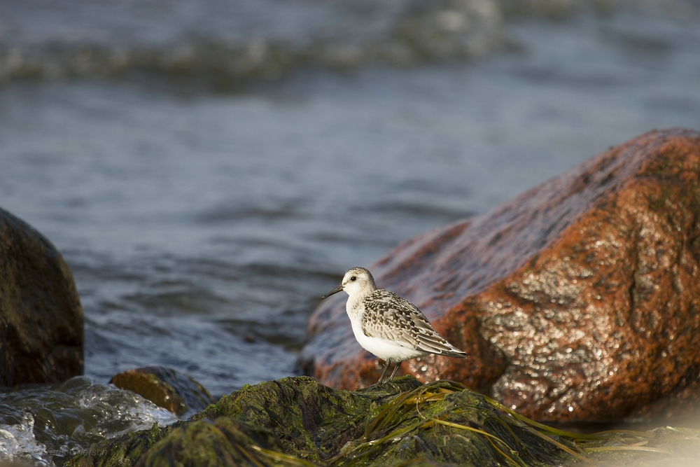 Sanderling (Calidris alba)