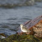 Sanderling (Calidris alba)