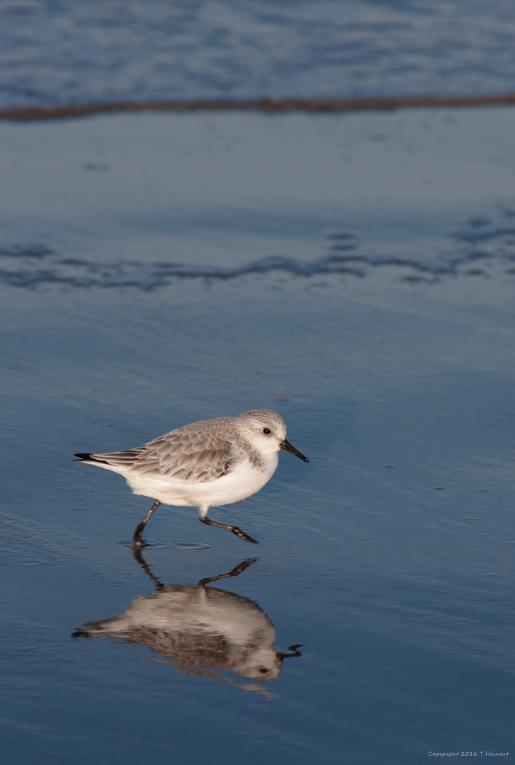 Sanderling (Calidris alba)