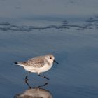 Sanderling (Calidris alba)