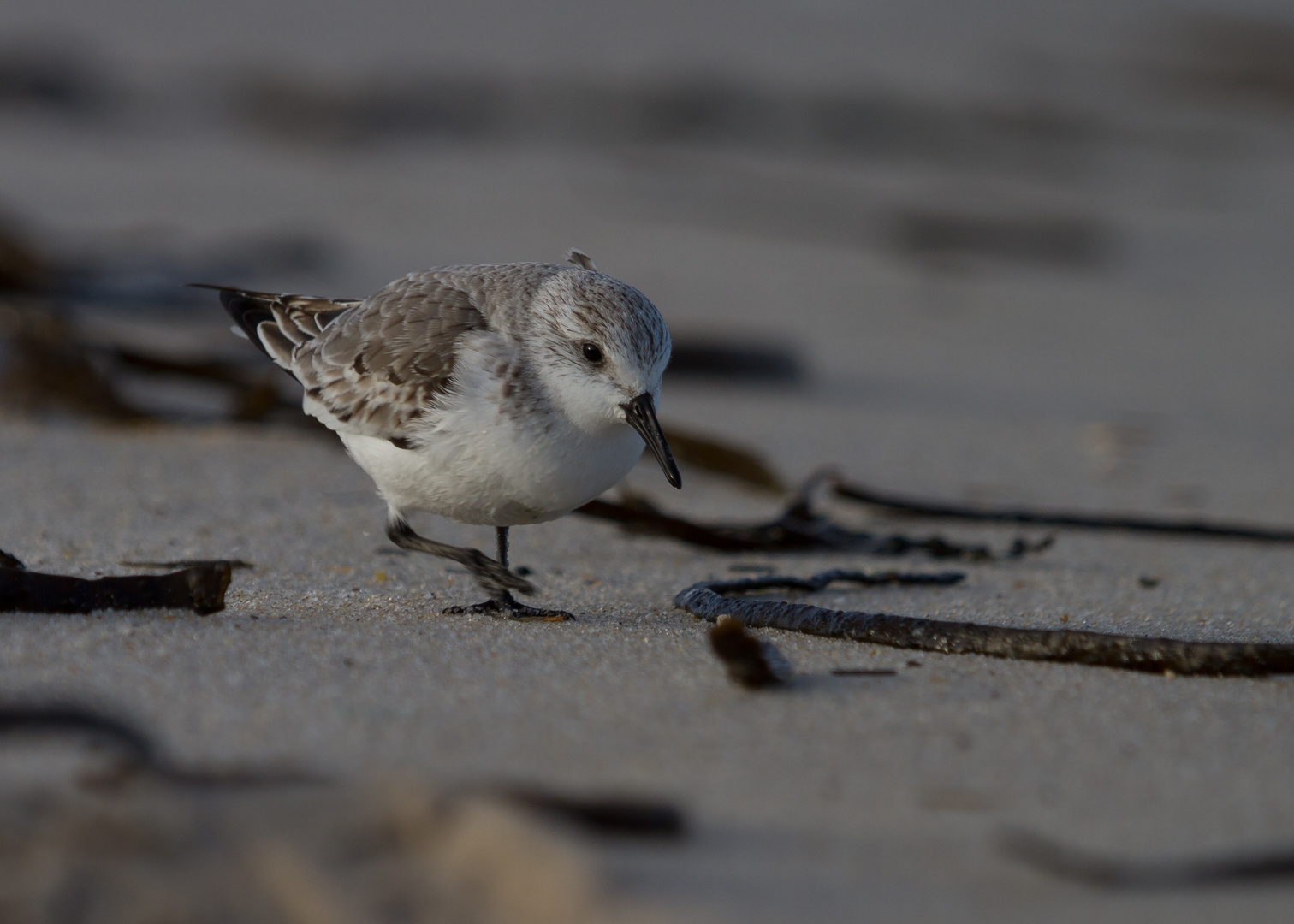 Sanderling Calidris alba