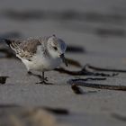 Sanderling Calidris alba