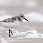 Sanderling (Calidris alba)