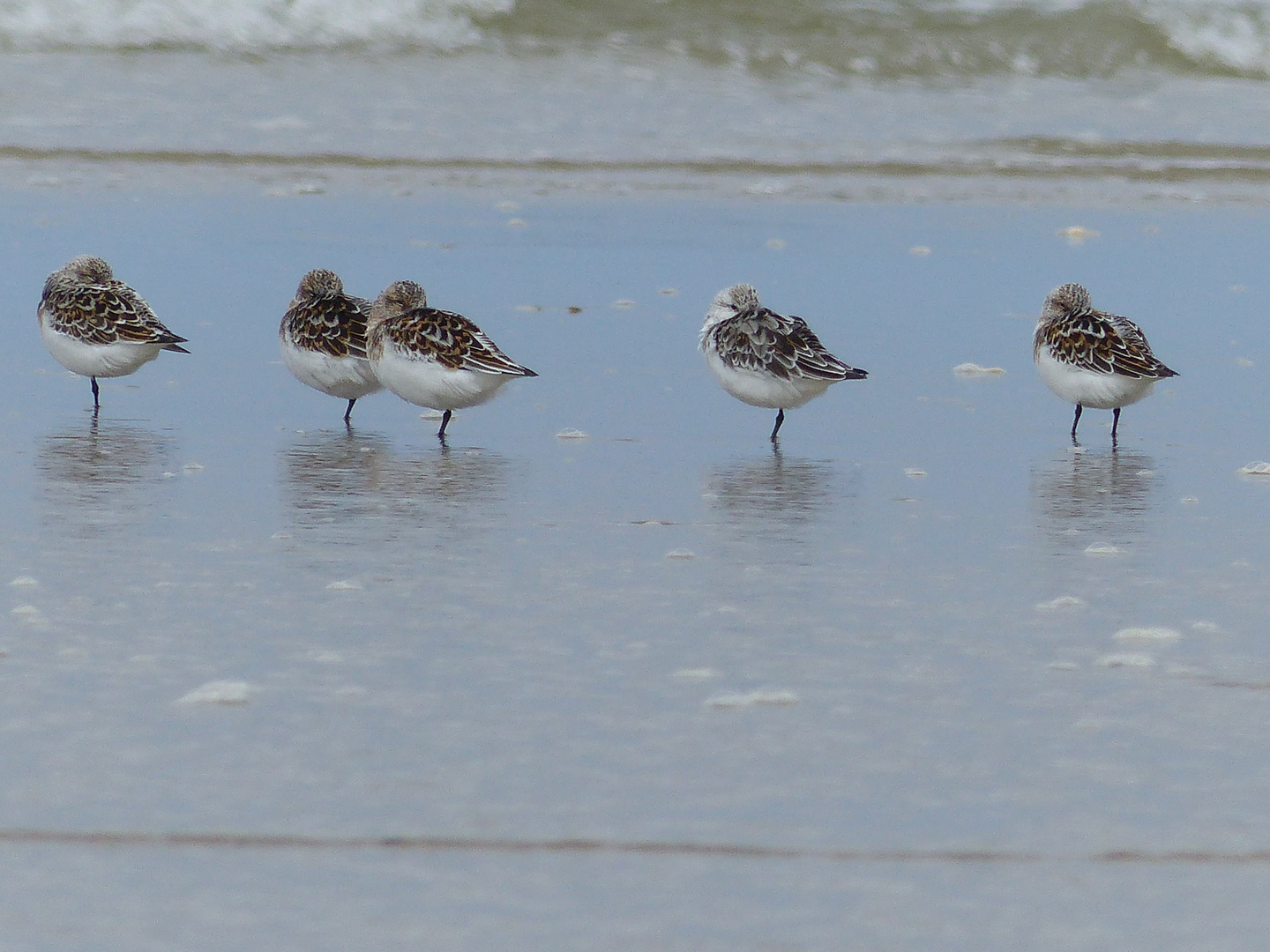 Sanderling-Calidris alba