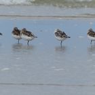 Sanderling-Calidris alba