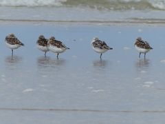 Sanderling-Calidris alba