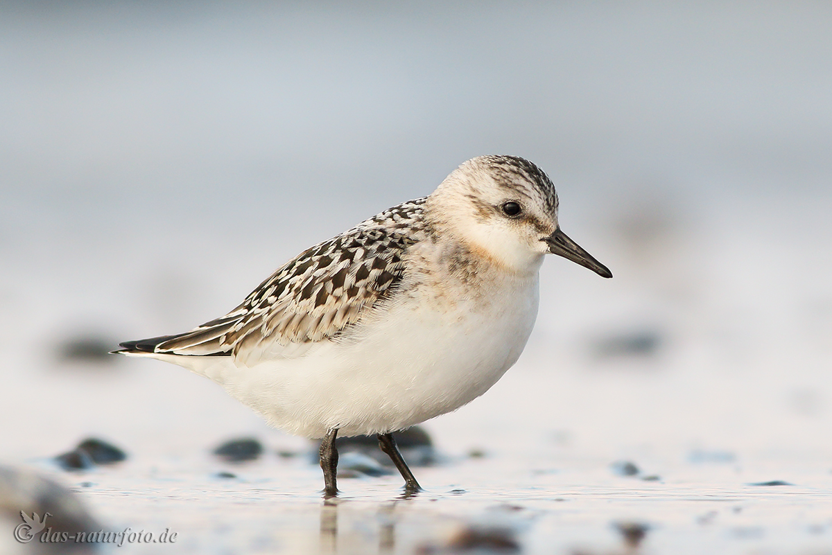 Sanderling (Calidris alba)