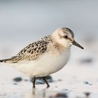 Sanderling (Calidris alba)