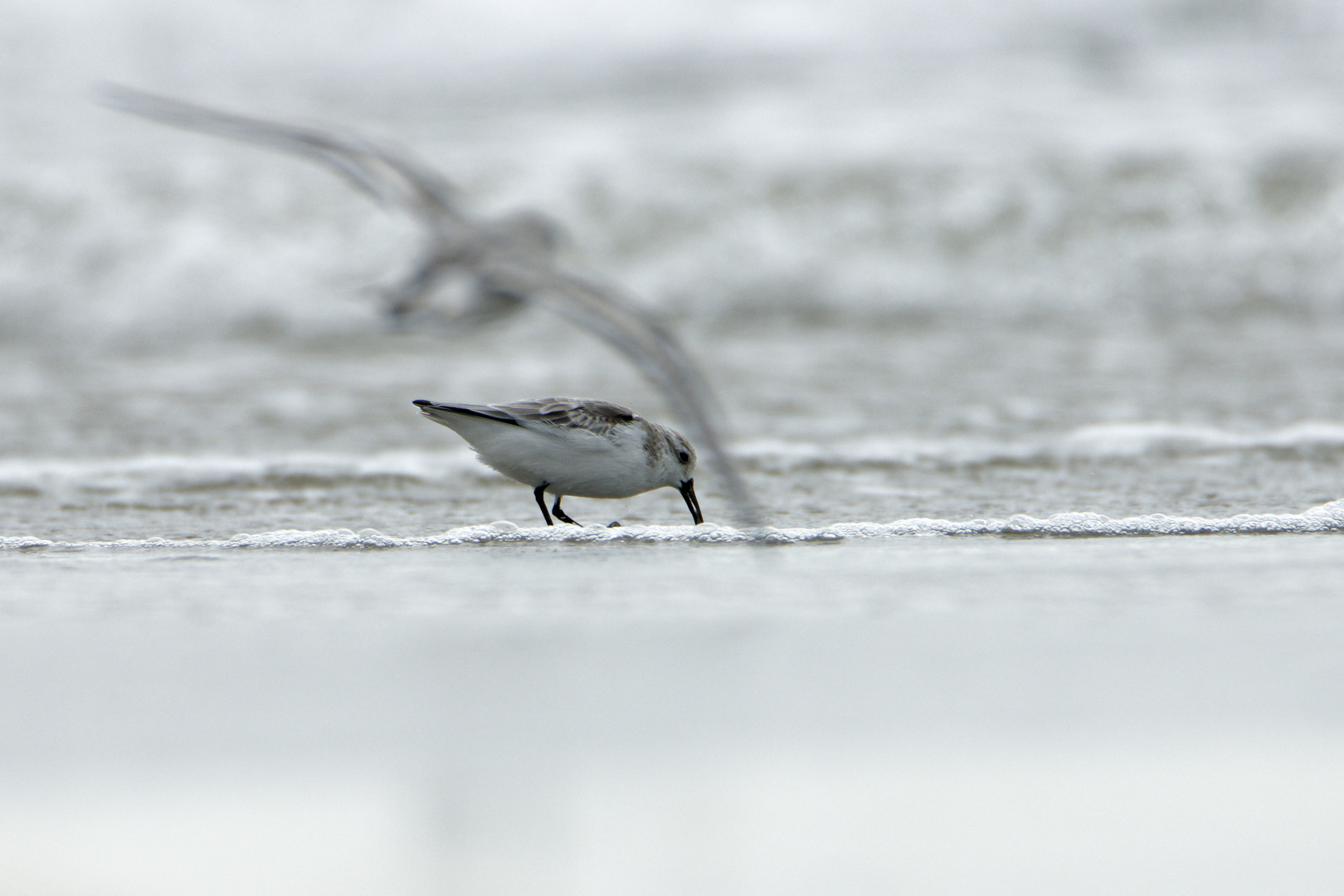 Sanderling (Calidris alba)