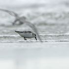 Sanderling (Calidris alba)