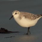 Sanderling ( Calidris alba )