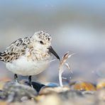 Sanderling (Calidris alba)