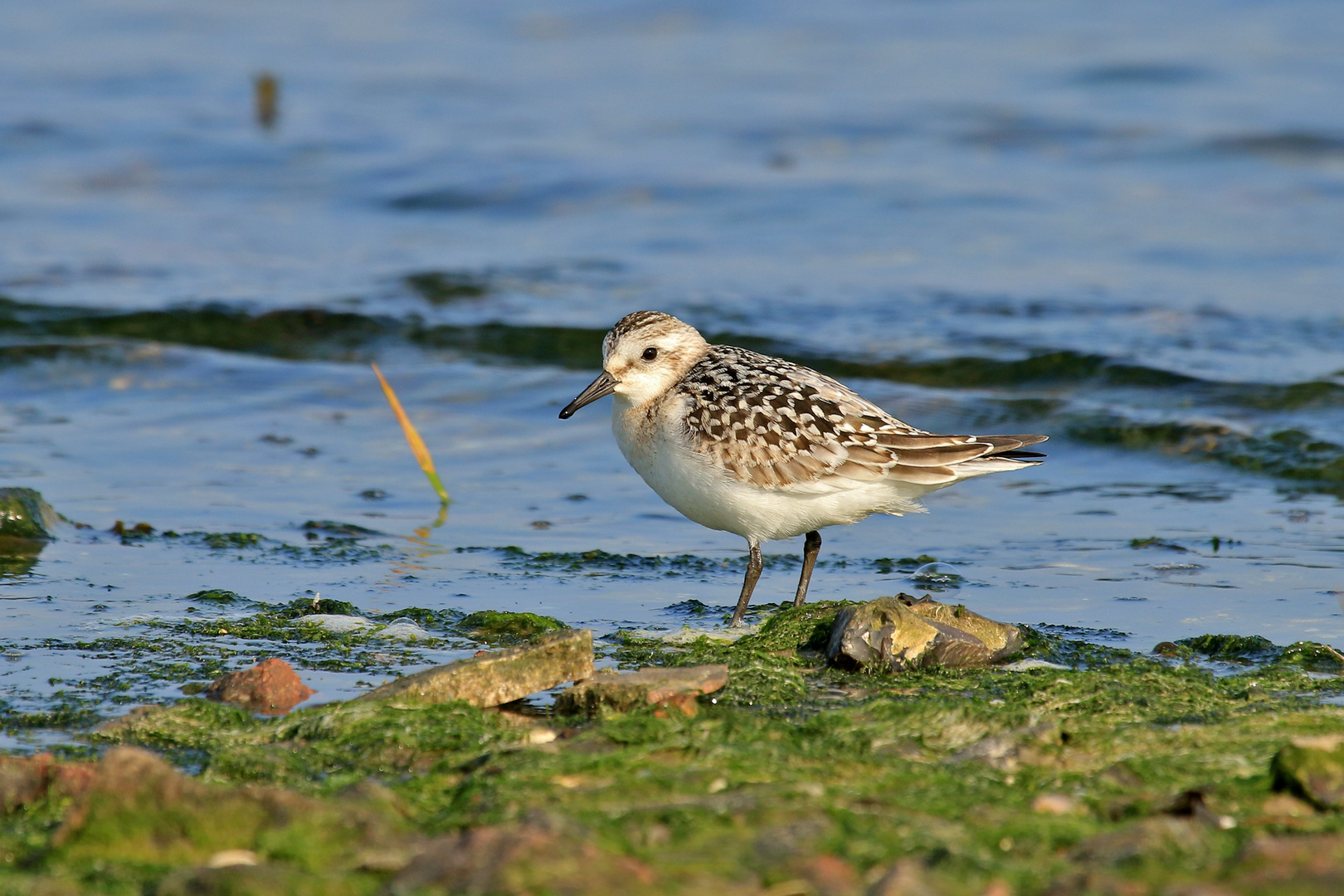 Sanderling (Calidris alba)