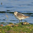 Sanderling (Calidris alba)