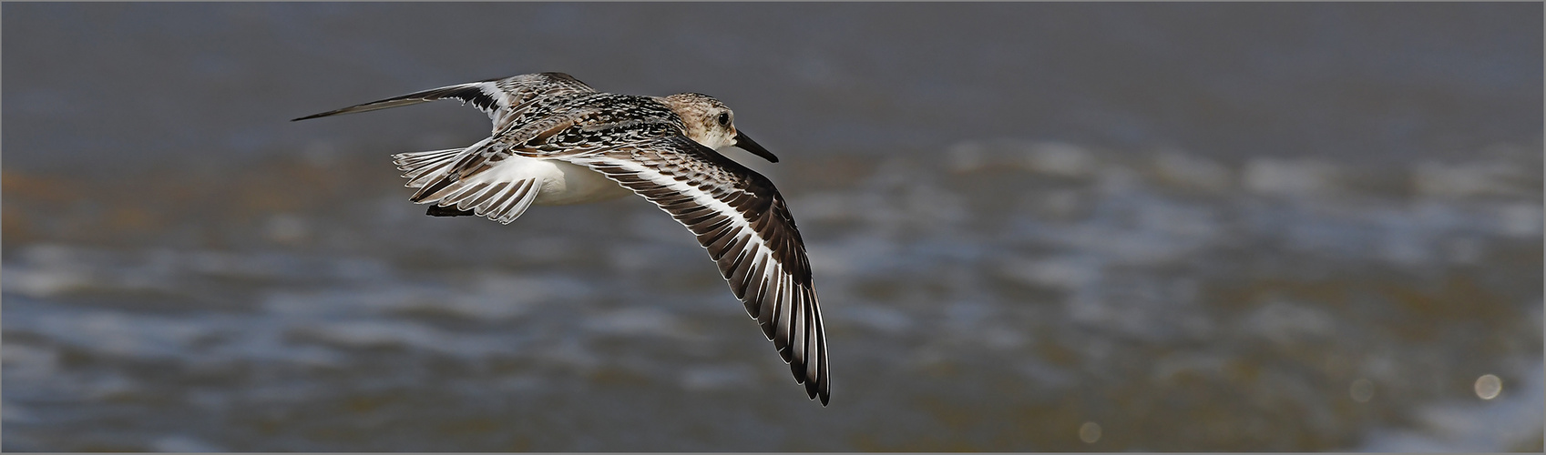 Sanderling   -   Calidris alba