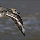 Sanderling   -   Calidris alba