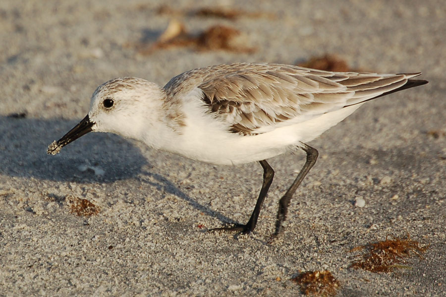 Sanderling (Calidris alba)