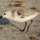 Sanderling (Calidris alba)