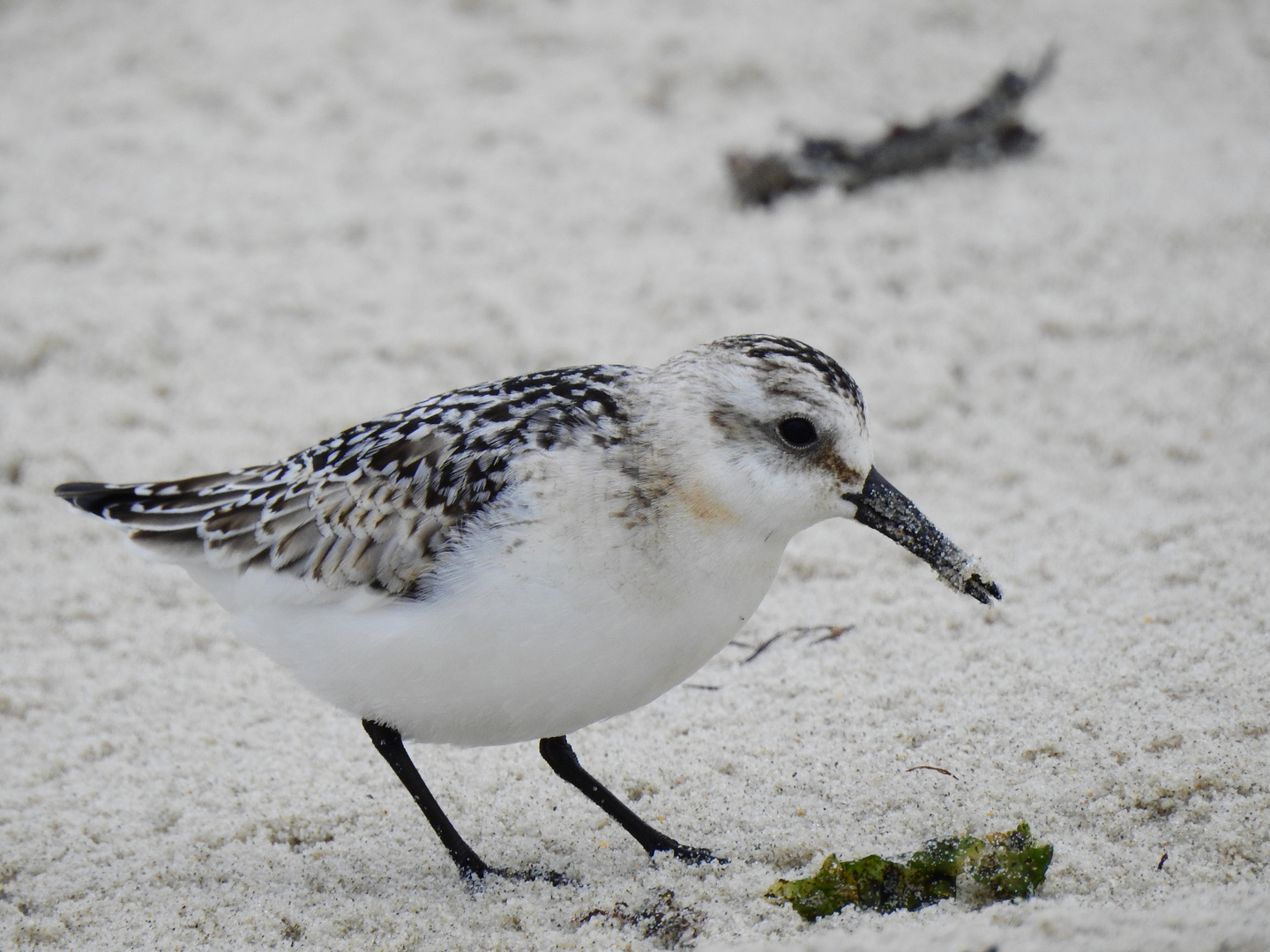 Sanderling (Calidris alba)