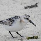 Sanderling (Calidris alba)