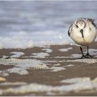 sanderling (calidris alba).......