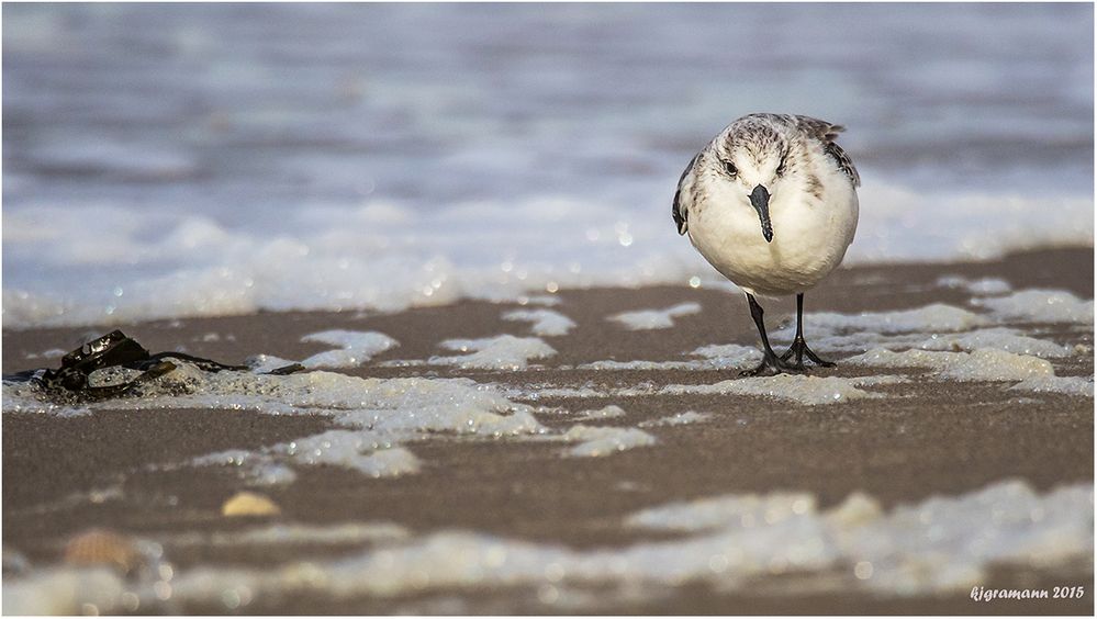 sanderling (calidris alba).......