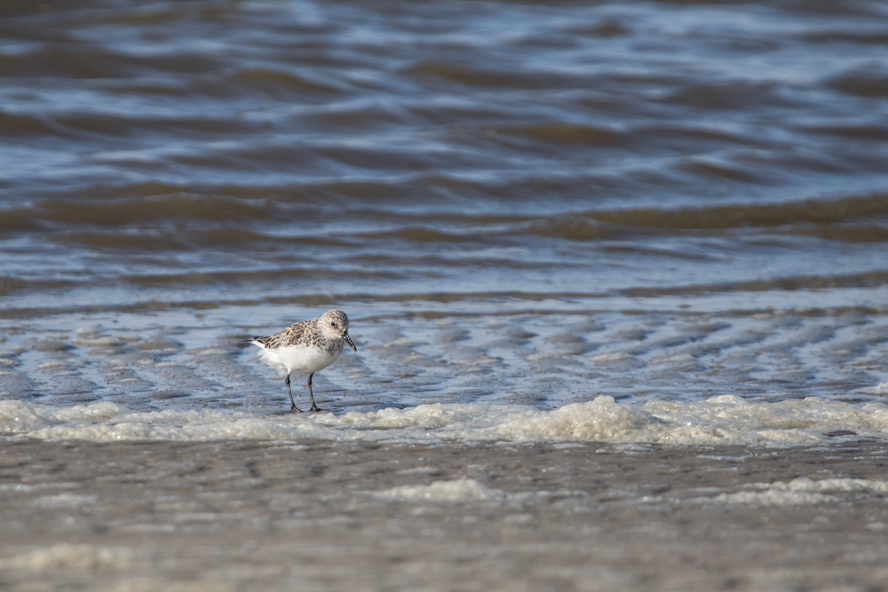 Sanderling (Calidris alba) II