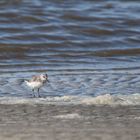 Sanderling (Calidris alba) II