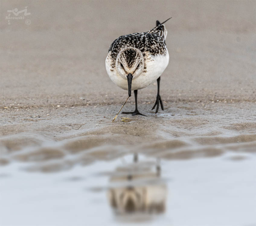 Sanderling (Calidris alba) mit Wurm