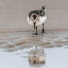 Sanderling (Calidris alba) mit Wurm