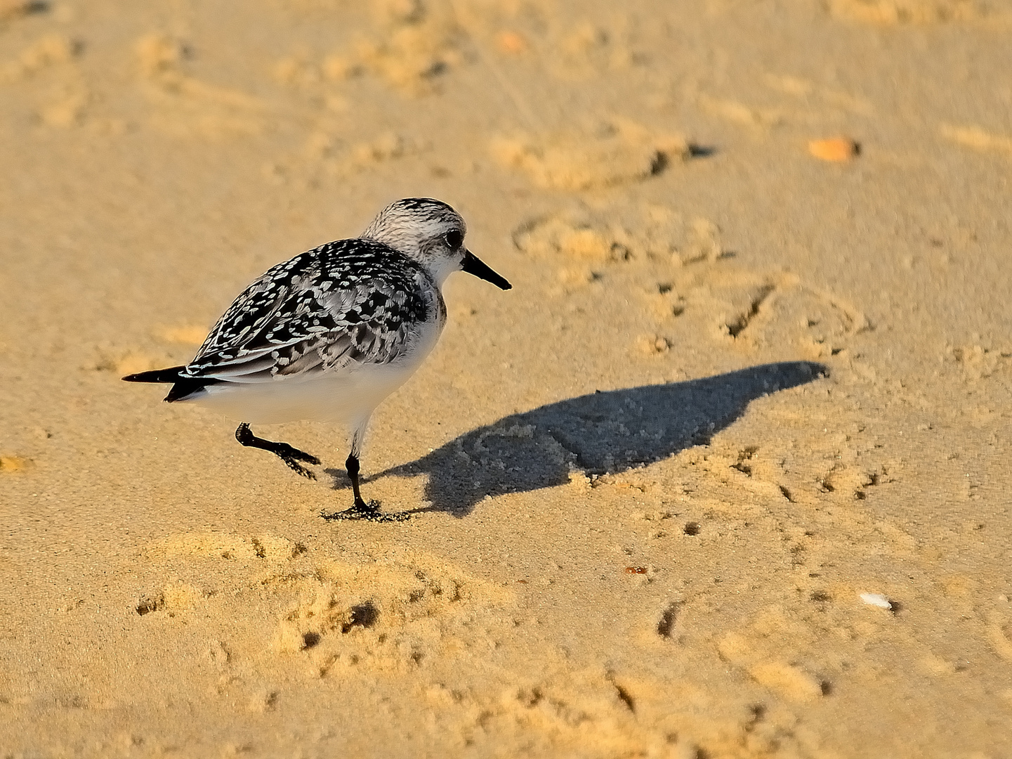 Sanderling (Calidris alba), playerito blanco