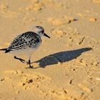 Sanderling (Calidris alba), playerito blanco