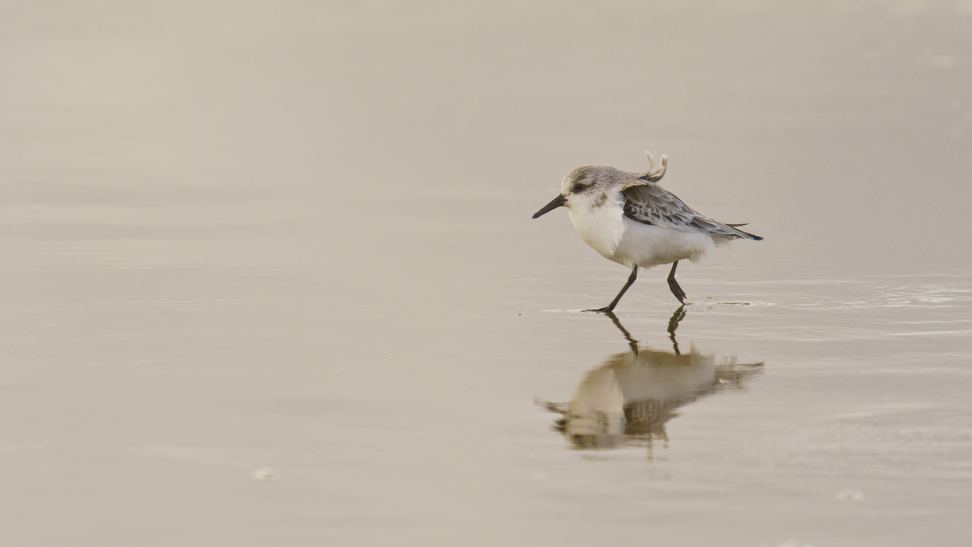 Sanderling (Calidris alba) Texel 13.11.2019