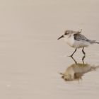 Sanderling (Calidris alba) Texel 13.11.2019