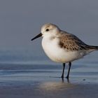 Sanderling ( Callidris alba )