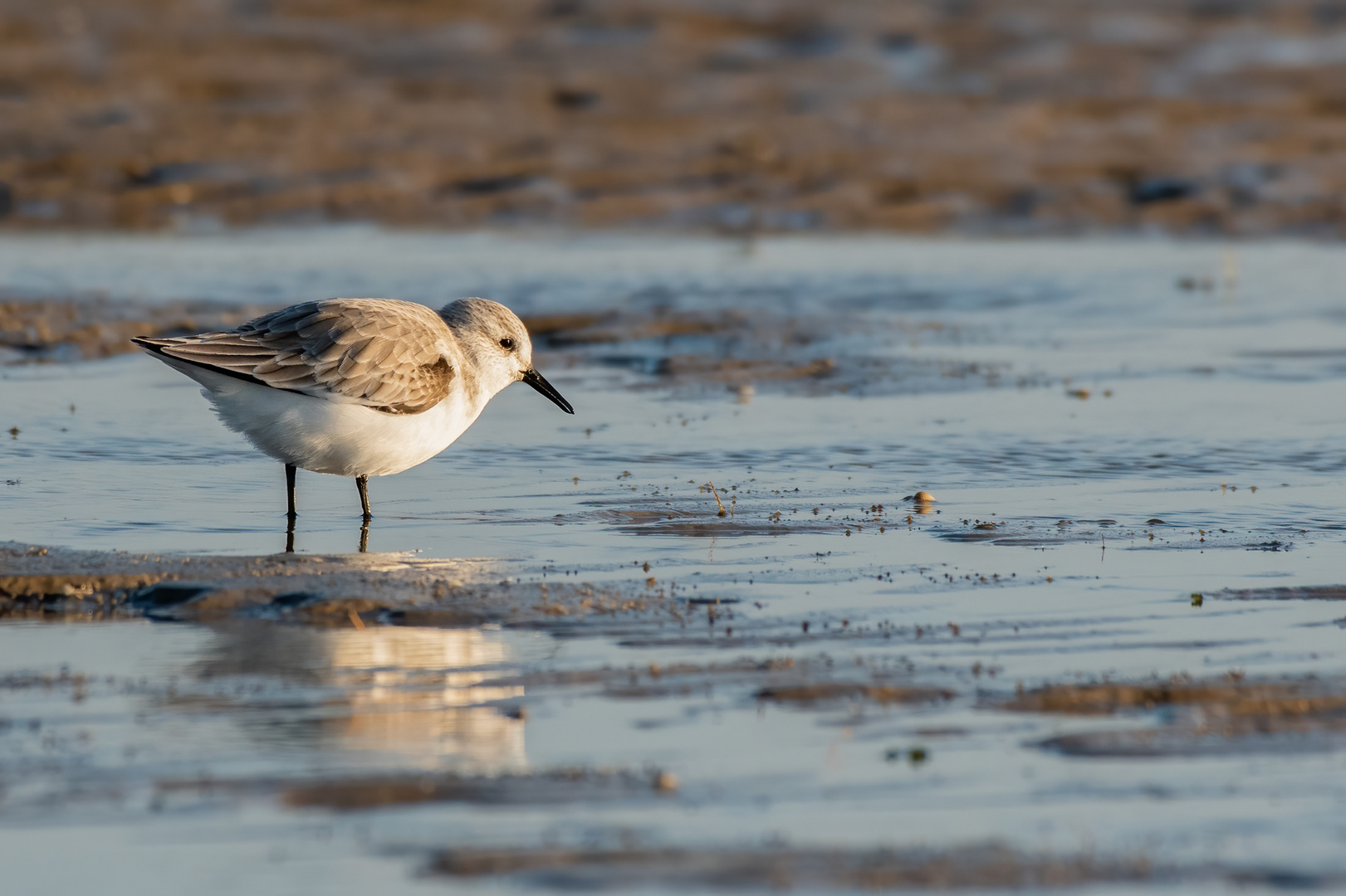 Sanderling