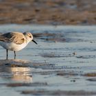 Sanderling